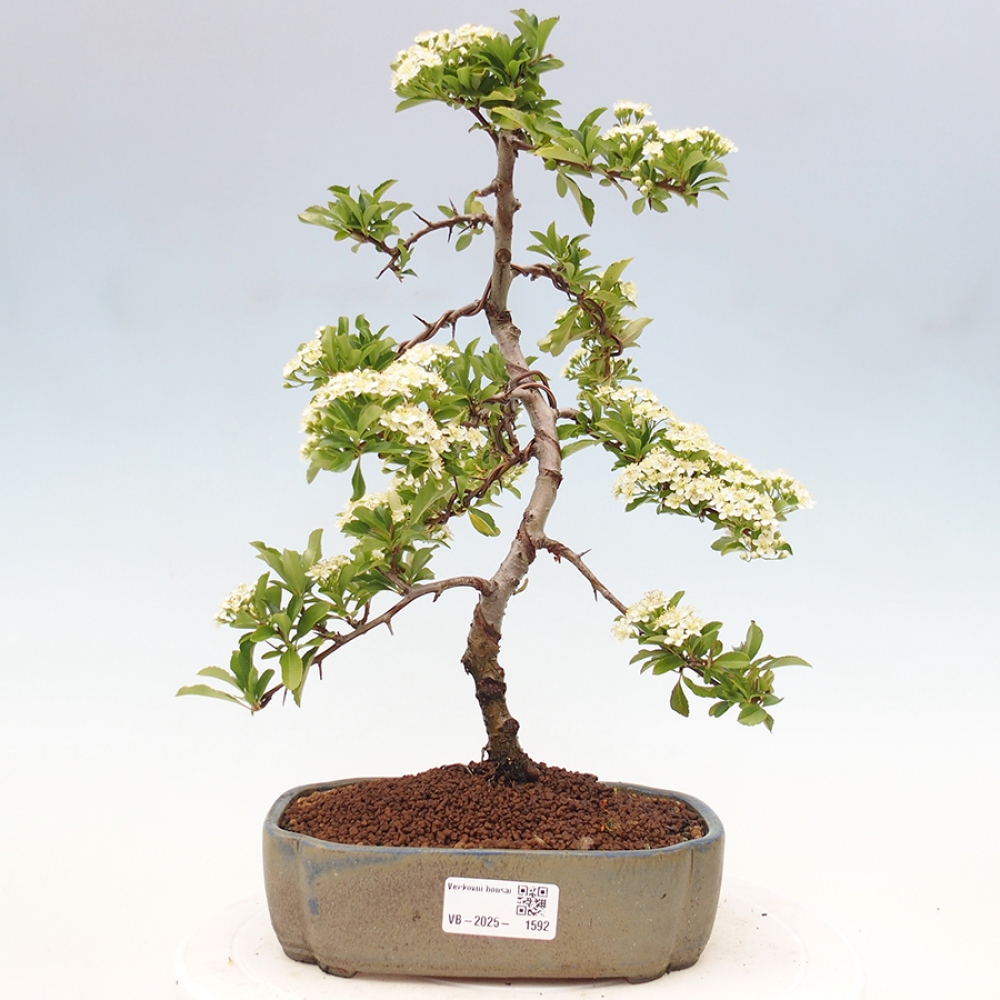Outdoor Bonsai-Pyracanta Teton-Piekarnia
