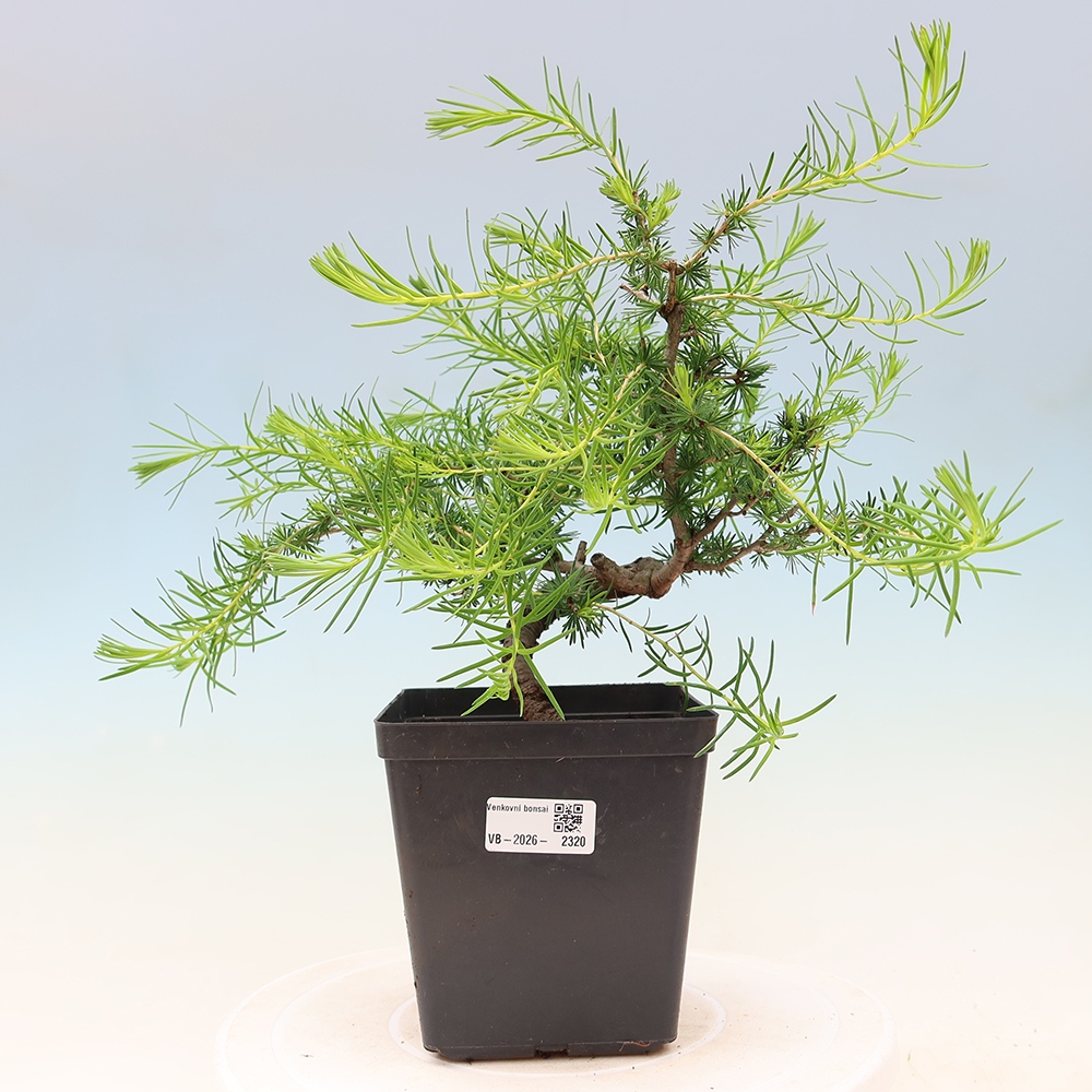 Bonsai zewnętrzne - Larix decidua - Modrzew