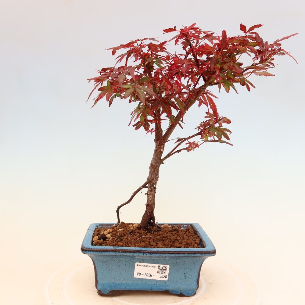 Bonsai ogrodowe – klon palmowy – Acer palmatum Berry Broom 