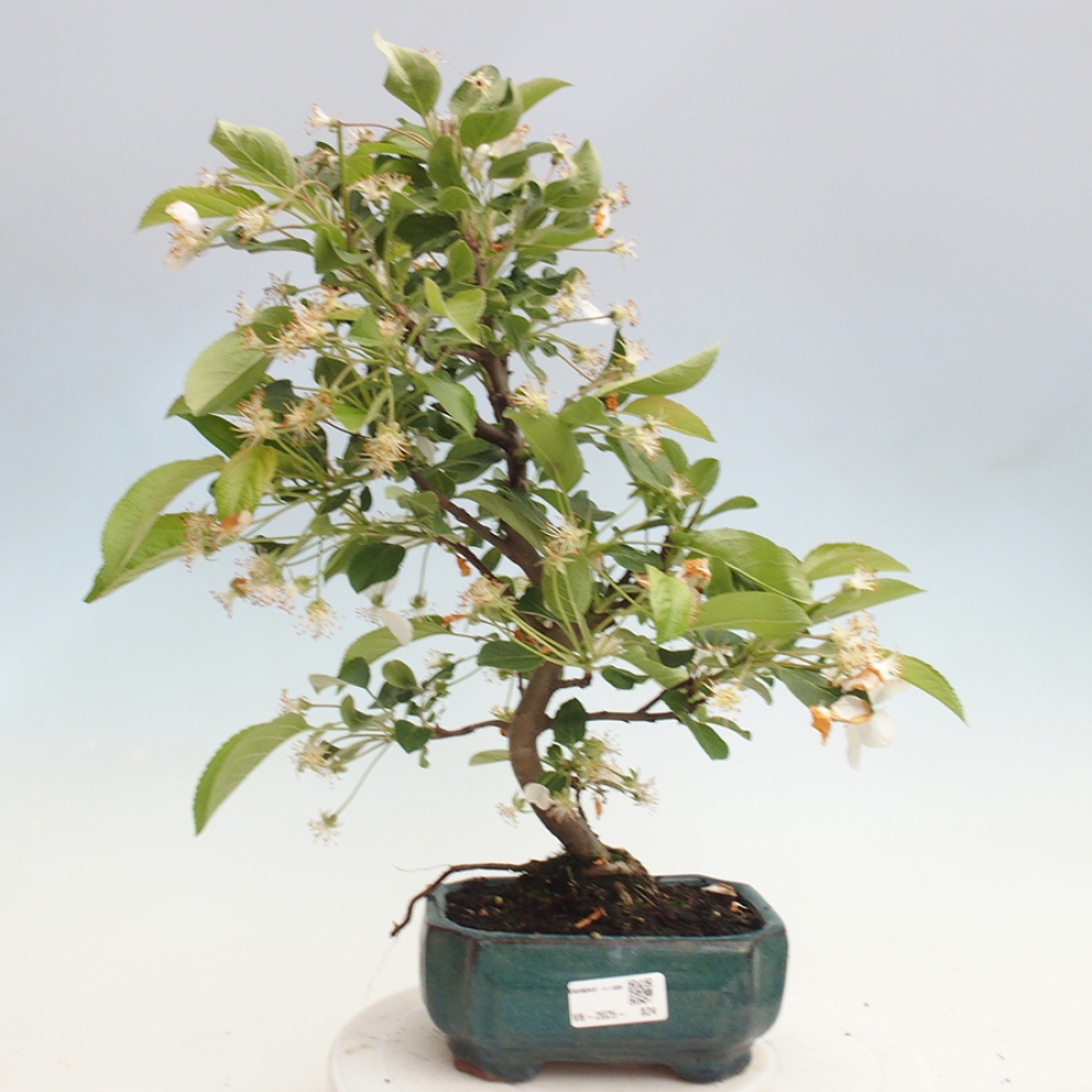 Bonsai plenerowe - Malus Halliana - Jabłoń drobnoowocowa