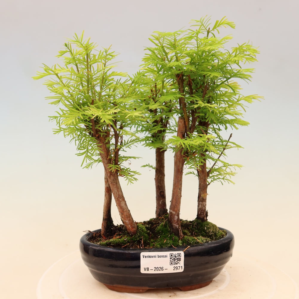 Bonsai ogrodowe – Metasequoia glyptostroboides – metasekwoja chińska – zagajnik