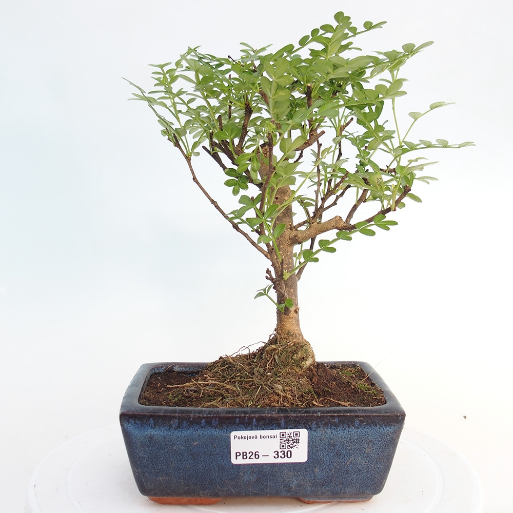 Pokój bonsai - Zantoxylum piperitum - drzewo pieprzowe