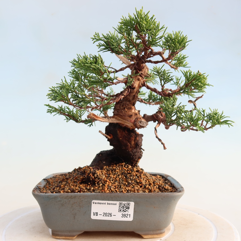 Outdoor bonsai - Juniperus chinensis Itoigawa - Jałowiec chiński