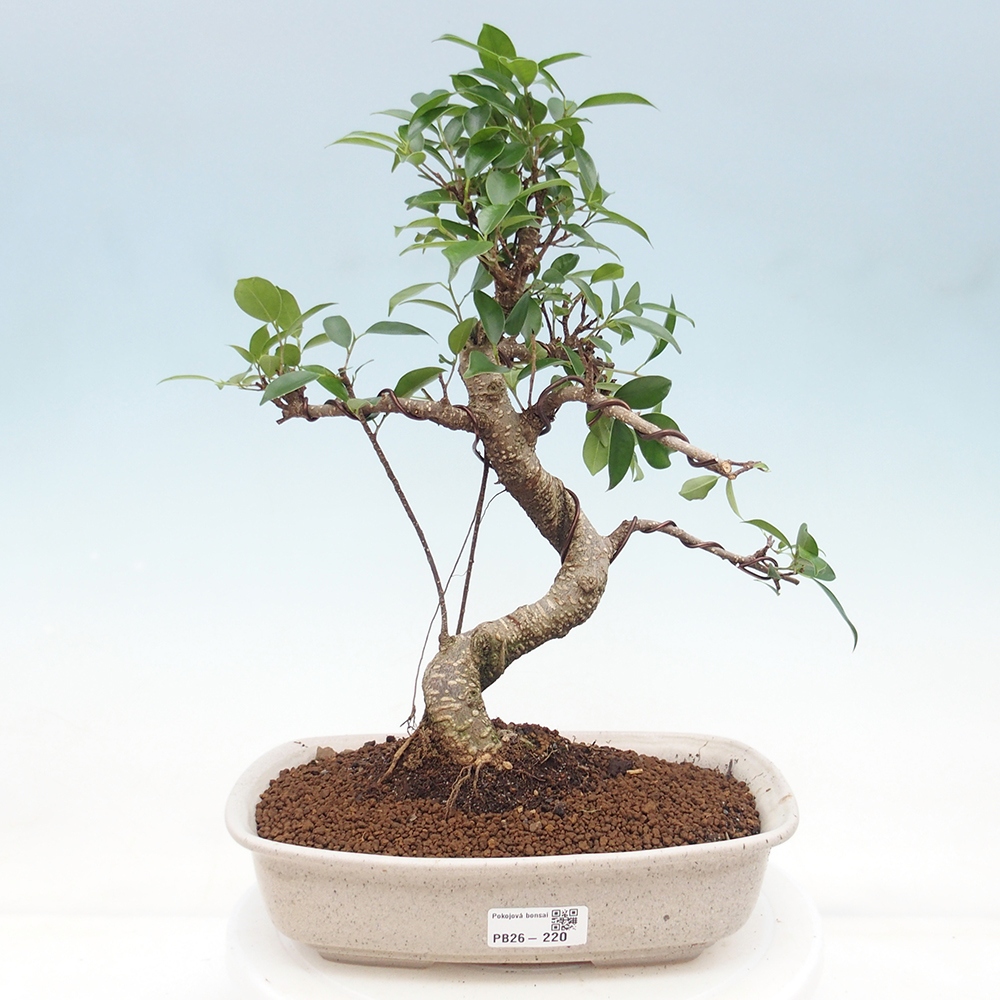 Pokój bonsai - Ficus retusa - figowiec drobnolistny