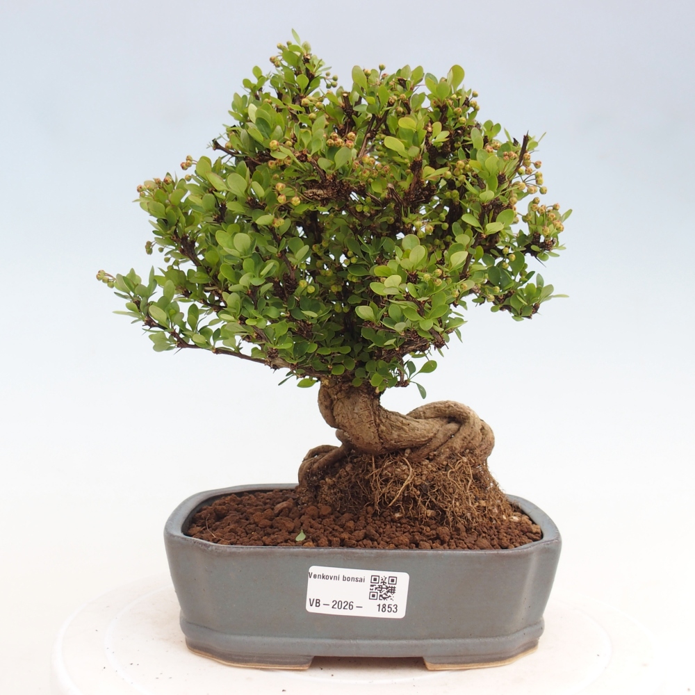 Bonsai zewnętrzne - Berberis coreana