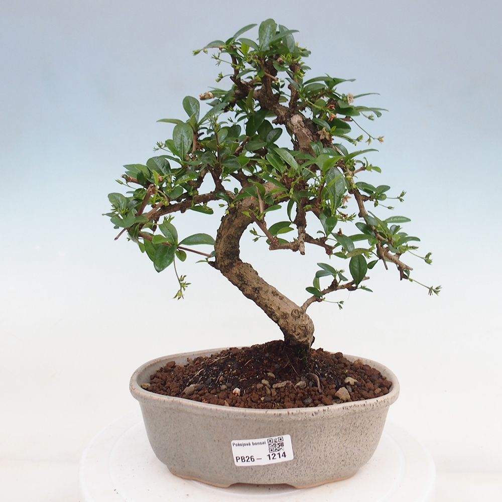 Bonsai pokojowe - Carmona macrophylla - Tea fuki