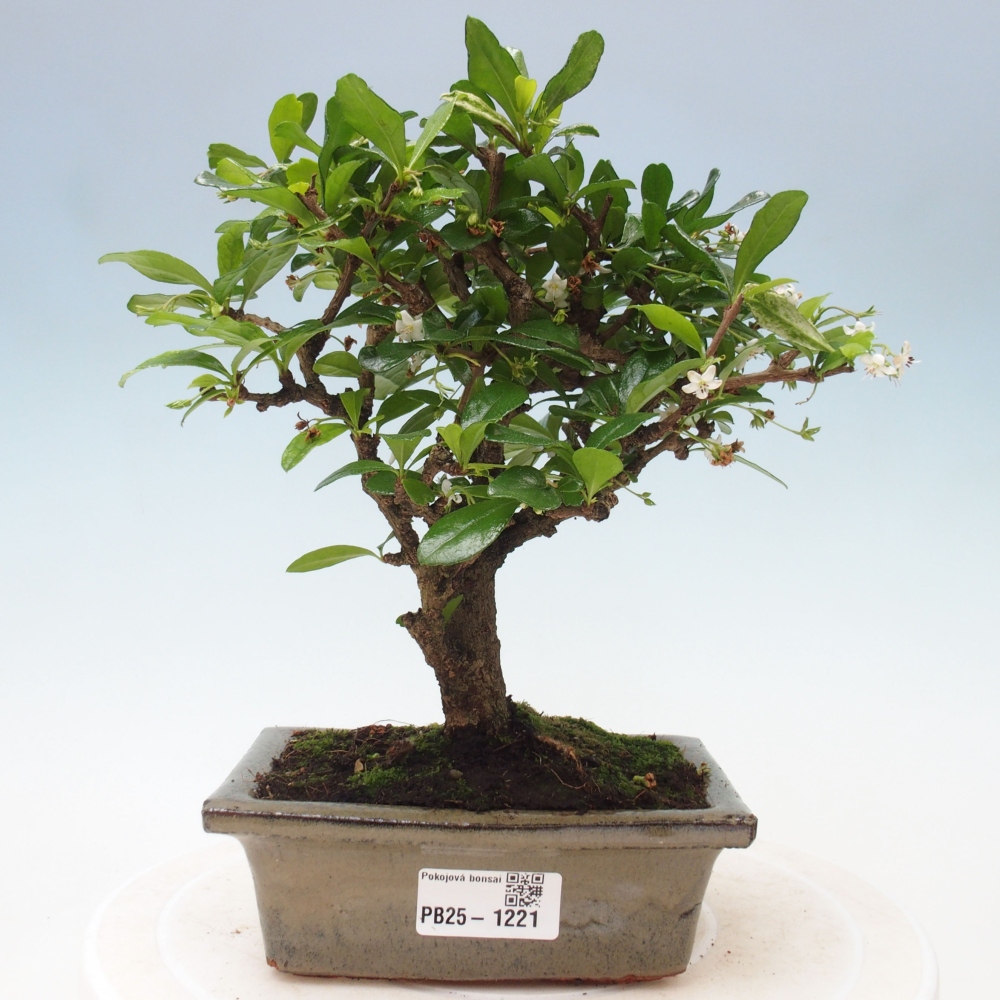 Bonsai wewnętrzne - Carmona makrophylla - Herbata Fuki