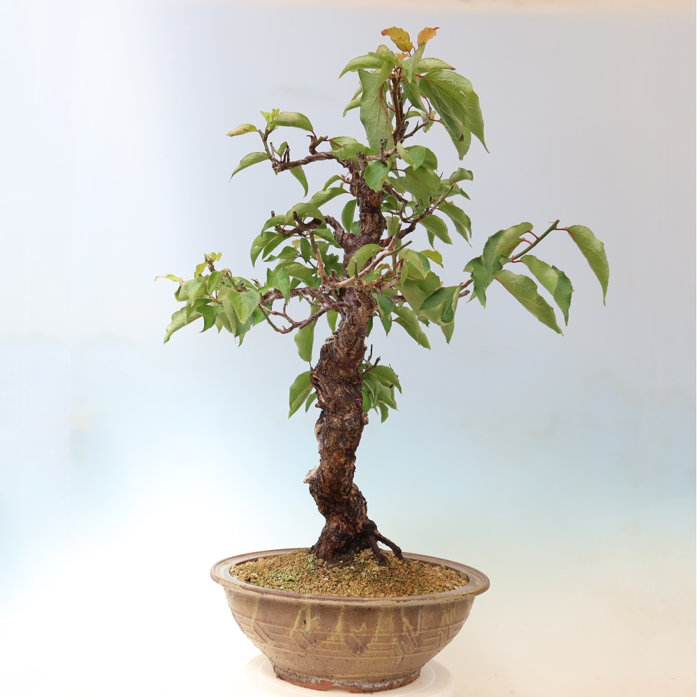 Bonsai ogrodowe – japońska śliwka – Prunus Mume