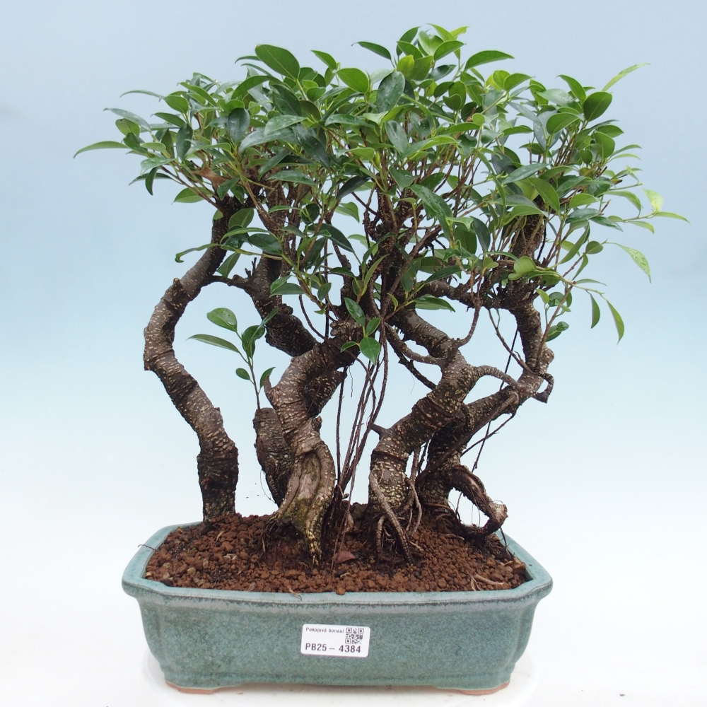 Pokój bonsai - Ficus kimmen - figowiec drobnolistny