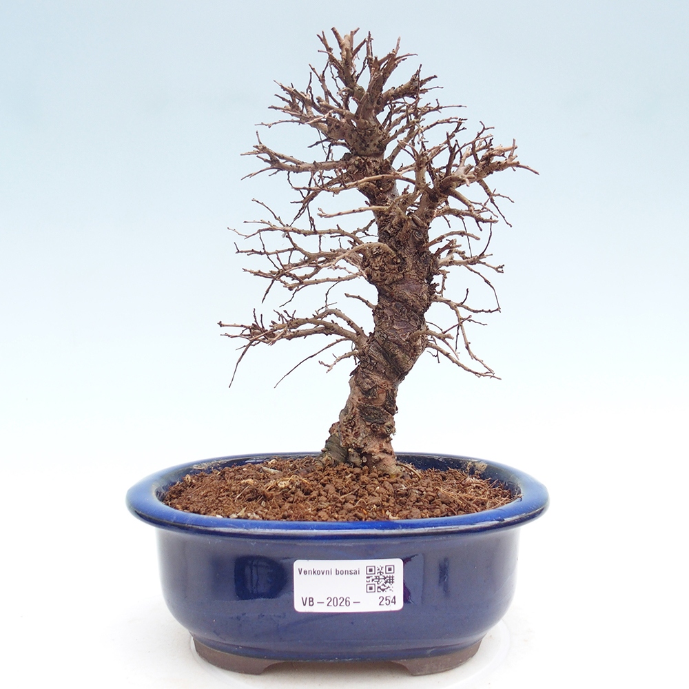 Bonsai zewnętrzne - Zelkova - Zelkova NIRE