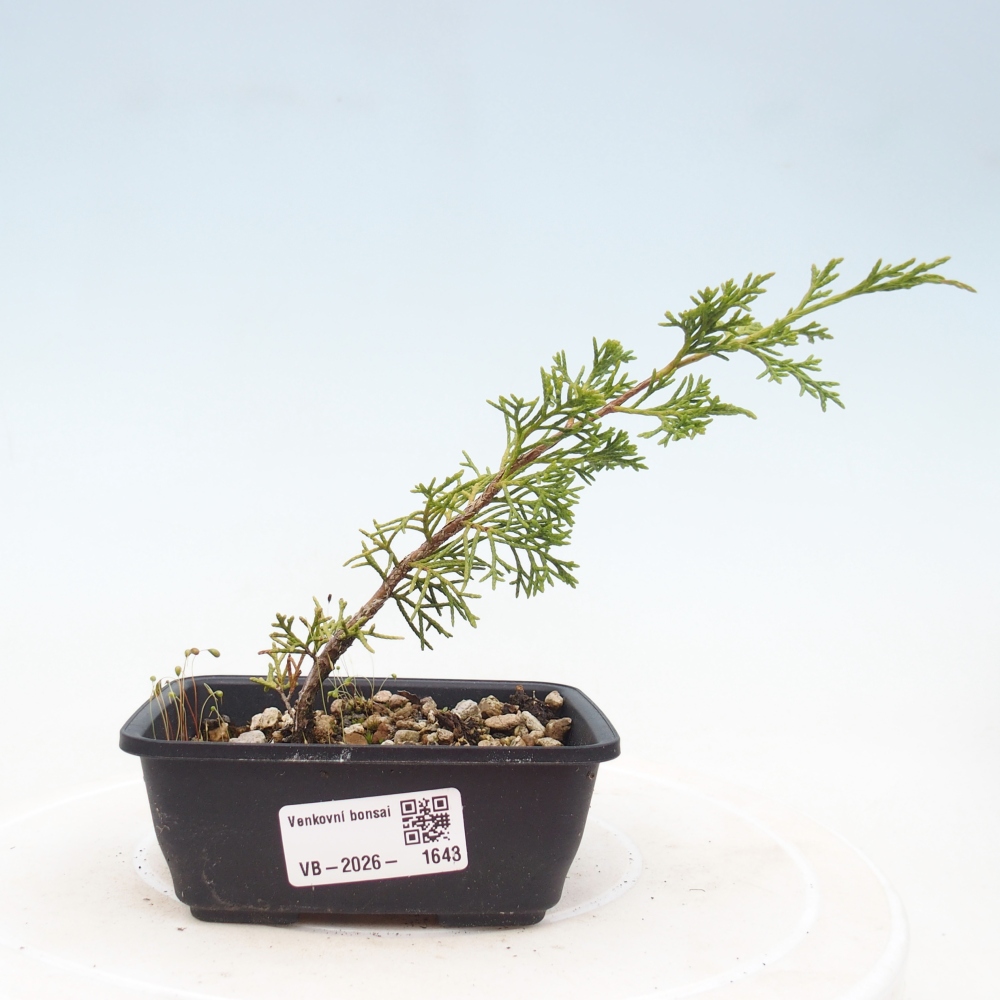 Outdoor bonsai - Juniperus chinensis Itoigawa