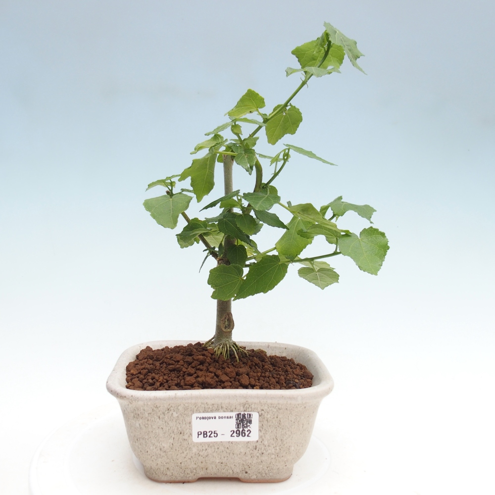 Kryte bonsai - Malvaviscus arboreus - hibiskus drzewny