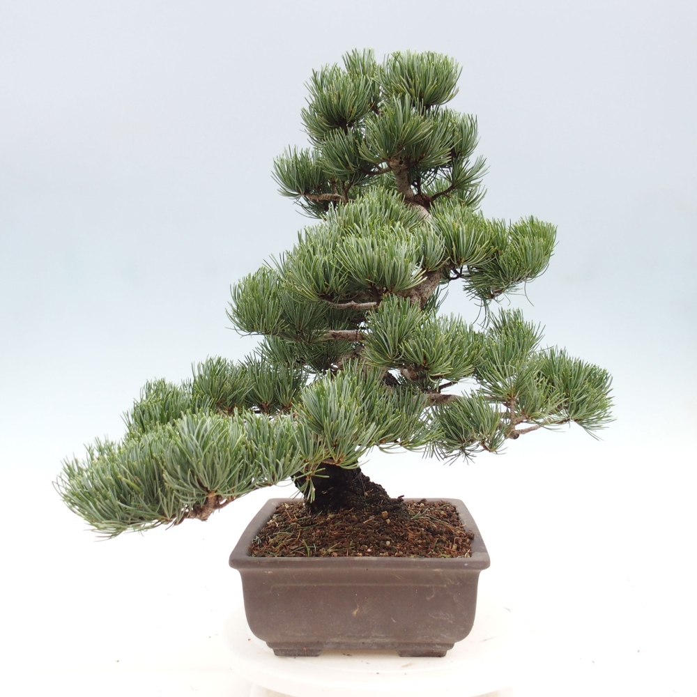 Outdoor bonsai - Pinus parviflora - Mała sosna