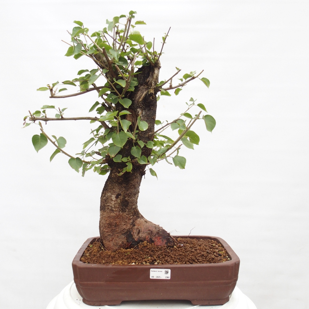 Bonsai na zewnątrz - Mahalebka - Prunus mahaleb