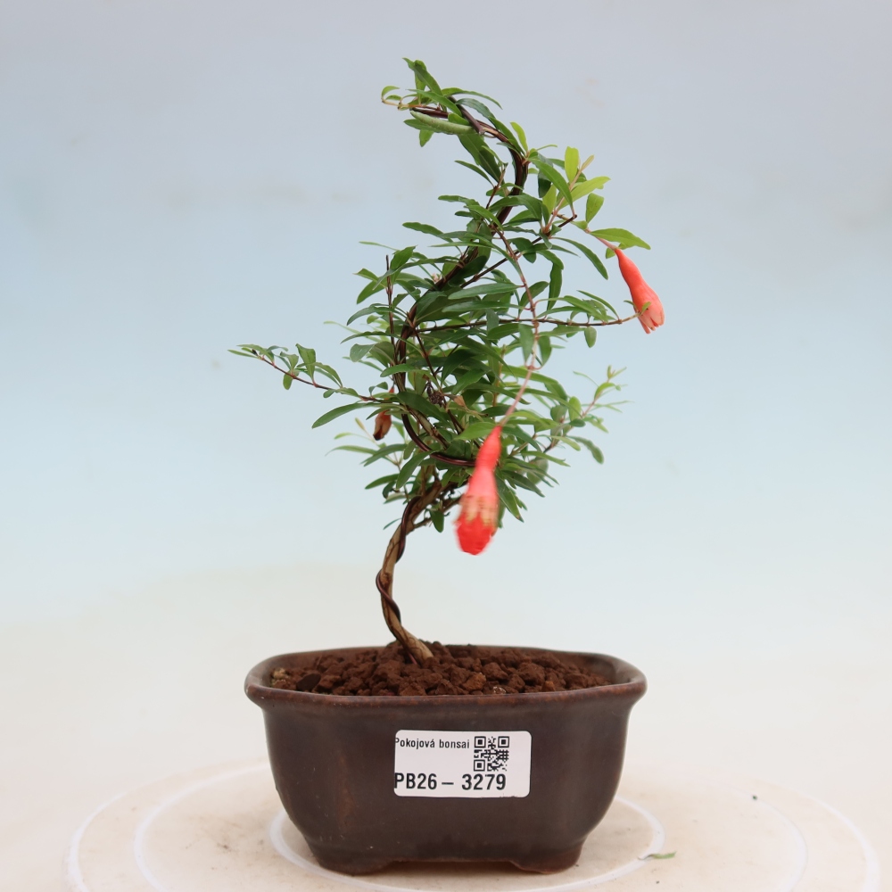 Pokój bonsai - PUNICA granatum nana - jabłko granatu