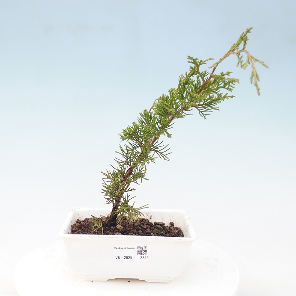 Outdoor bonsai - Juniperus chinensis Itoigawa - Jałowiec chiński