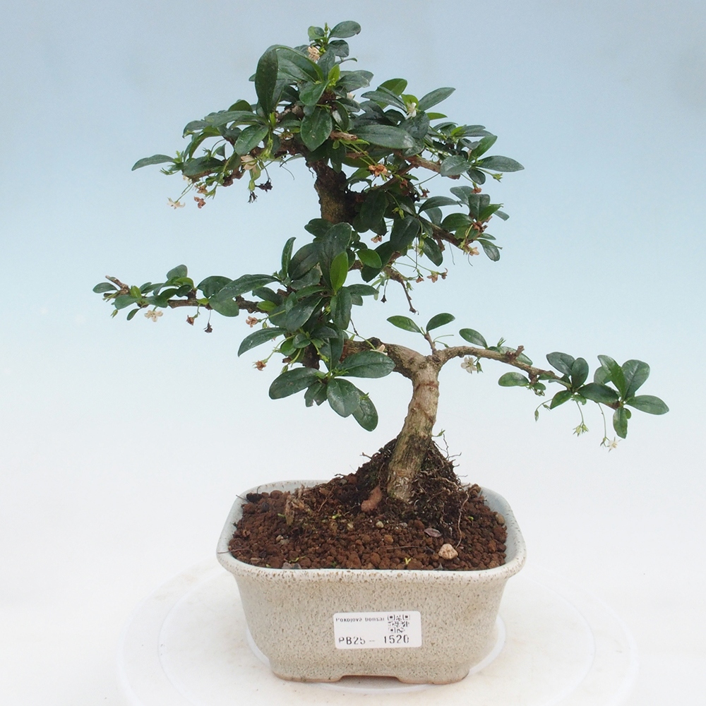 Bonsai wewnętrzne - Carmona makrophylla - Herbata Fuki