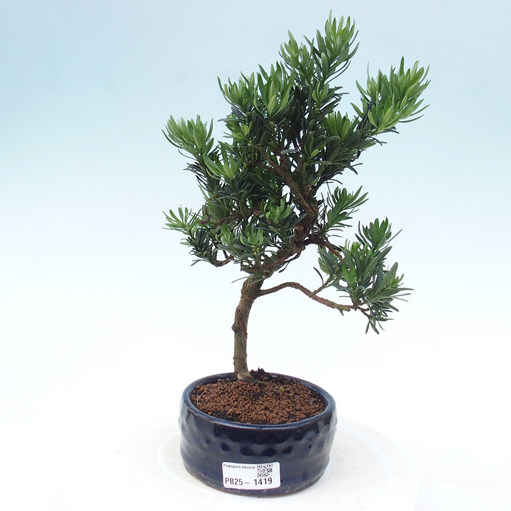 Kryty bonsai - Podocarpus - Kamień tys