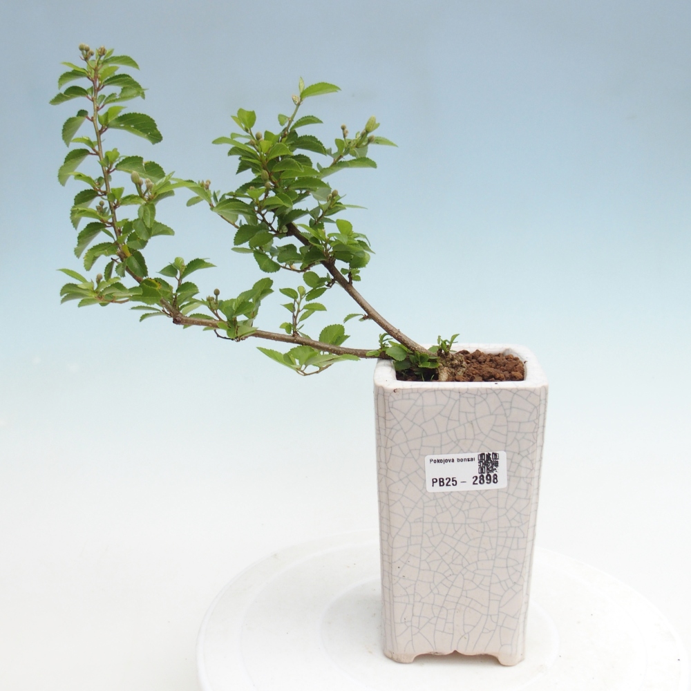 Kryty bonsai - Grewia occidentalis - Lawendowa gwiazda