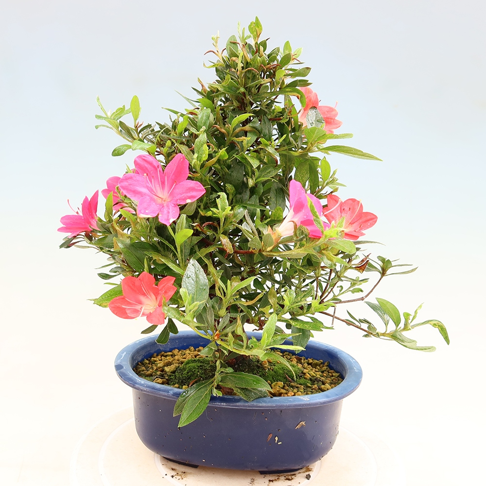 Bonsai zewnętrzne - Azalia japońska - Azalia Beniko