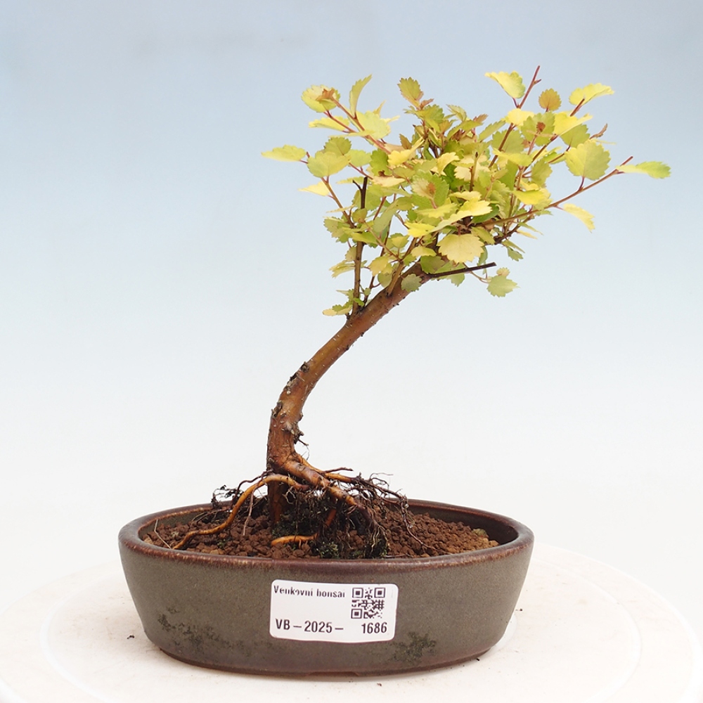 Bonsai zewnętrzne - brzoza karłowata - Betula NANA Treasure