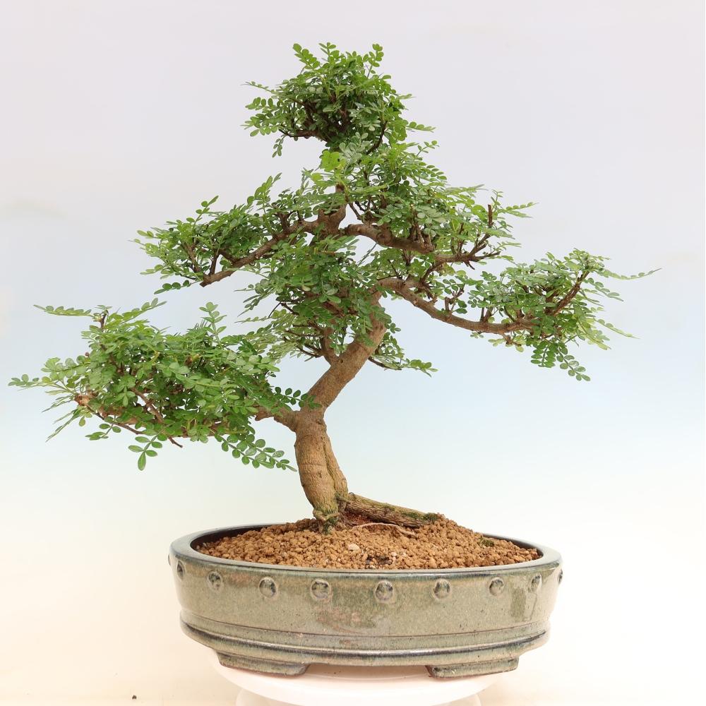 Pokój bonsai - Zantoxylum piperitum - drzewo pieprzowe