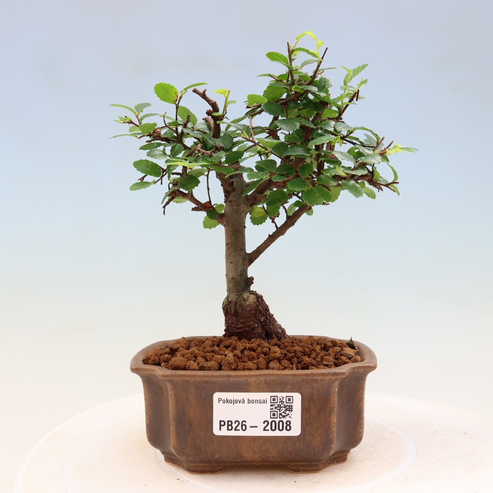 Pokój bonsai - Ulmus parvifolia - Wiąz drobnolistny