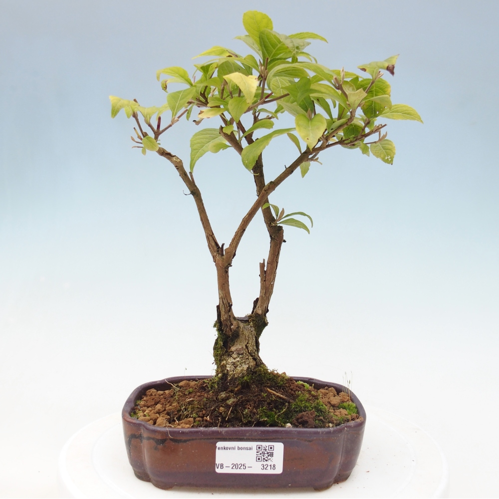 Outdoor bonsai - callicarpa jap Leucocarpa