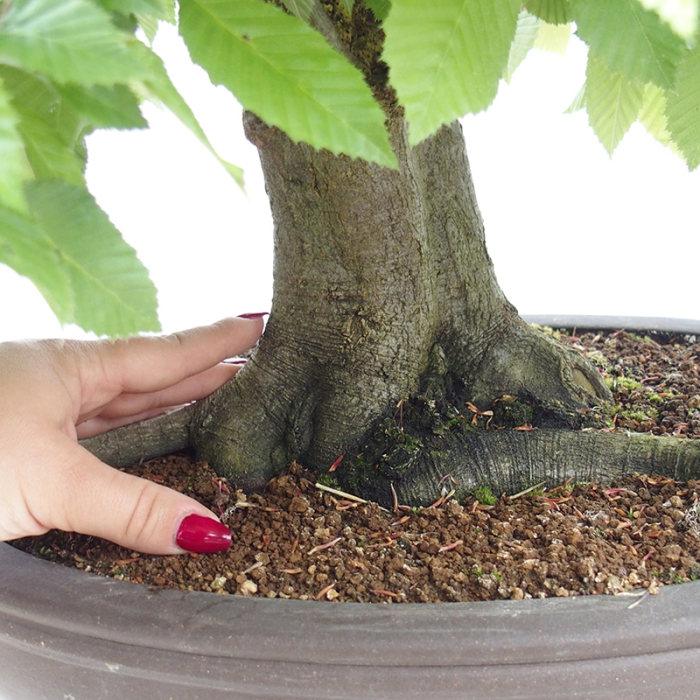 Bonsai zewnętrzne - Grab - Carpinus betulus