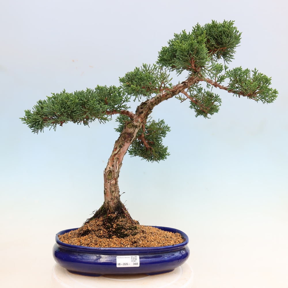 Outdoor bonsai - Juniperus chinensis Kishu