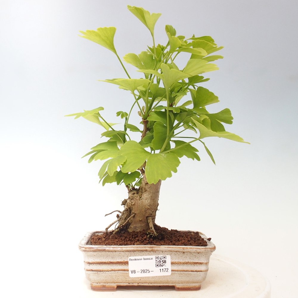 Outdoor bonsai - Ginkgo biloba - Ginkgo biloba