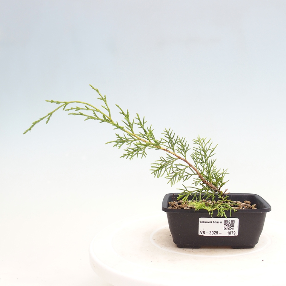 Outdoor bonsai - Juniperus chinensis Itoigawa - Jałowiec chiński