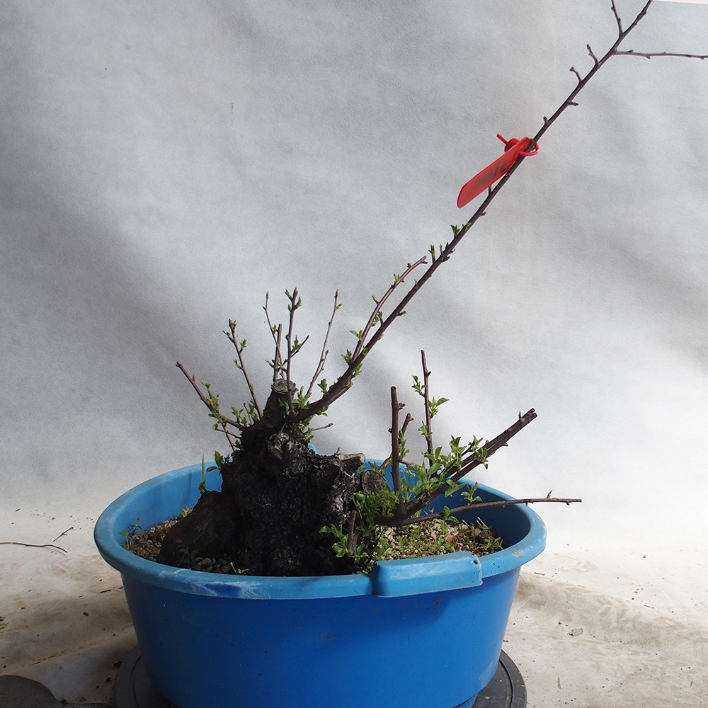 Outdoor bonsai -Mahalebka - Prunus mahaleb