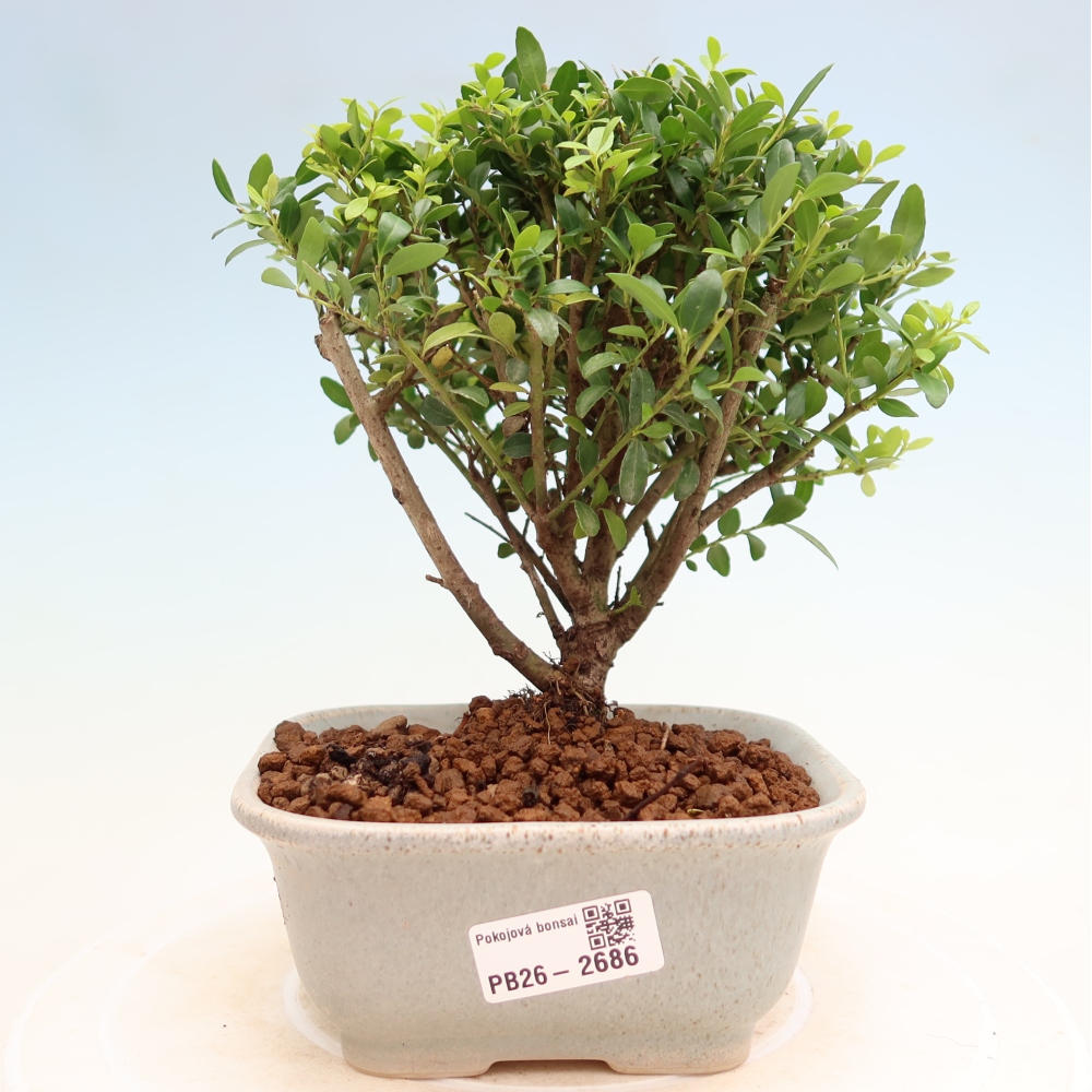 Pokój bonsai - Ilex crenata - Ostrokrzew