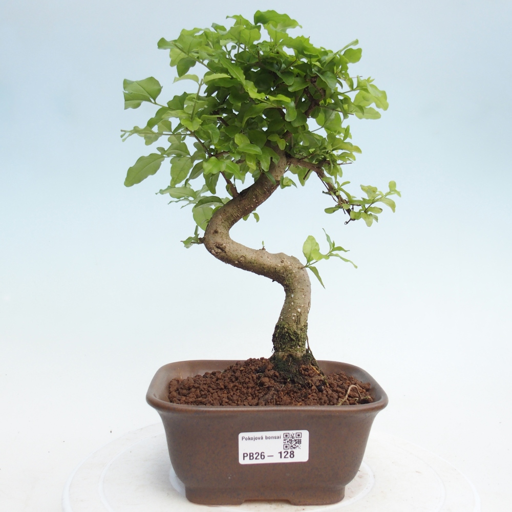 Pokój bonsai - Ligustrum chinensis - Dziób ptaka