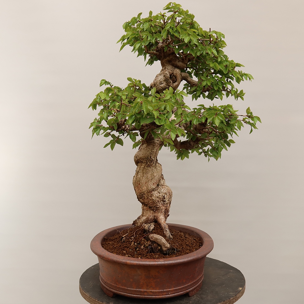 Bonsai plenerowe - Carpinus Coreana - grab koreański