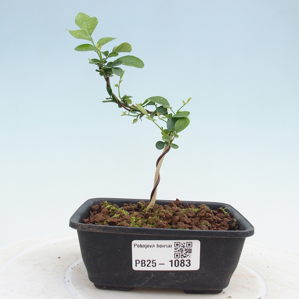 Pokój bonsai - Muraya paniculata