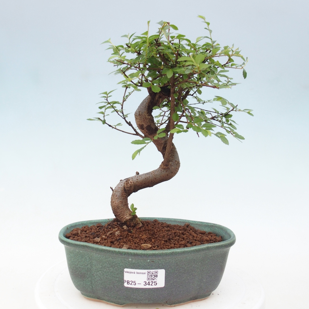 Pokój bonsai - Ulmus parvifolia - Wiąz drobnolistny
