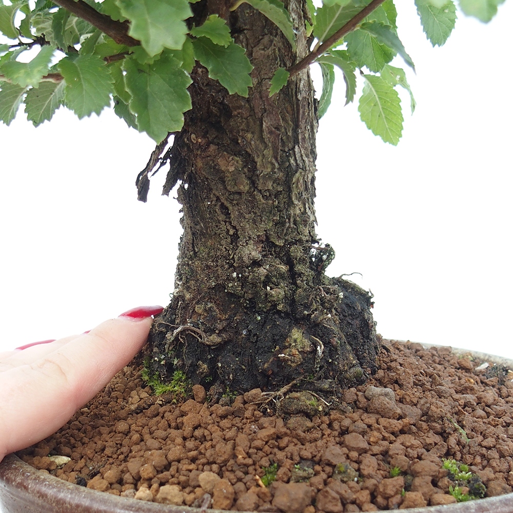 Bonsai zewnętrzne - Zelkova - Zelkova NIRE