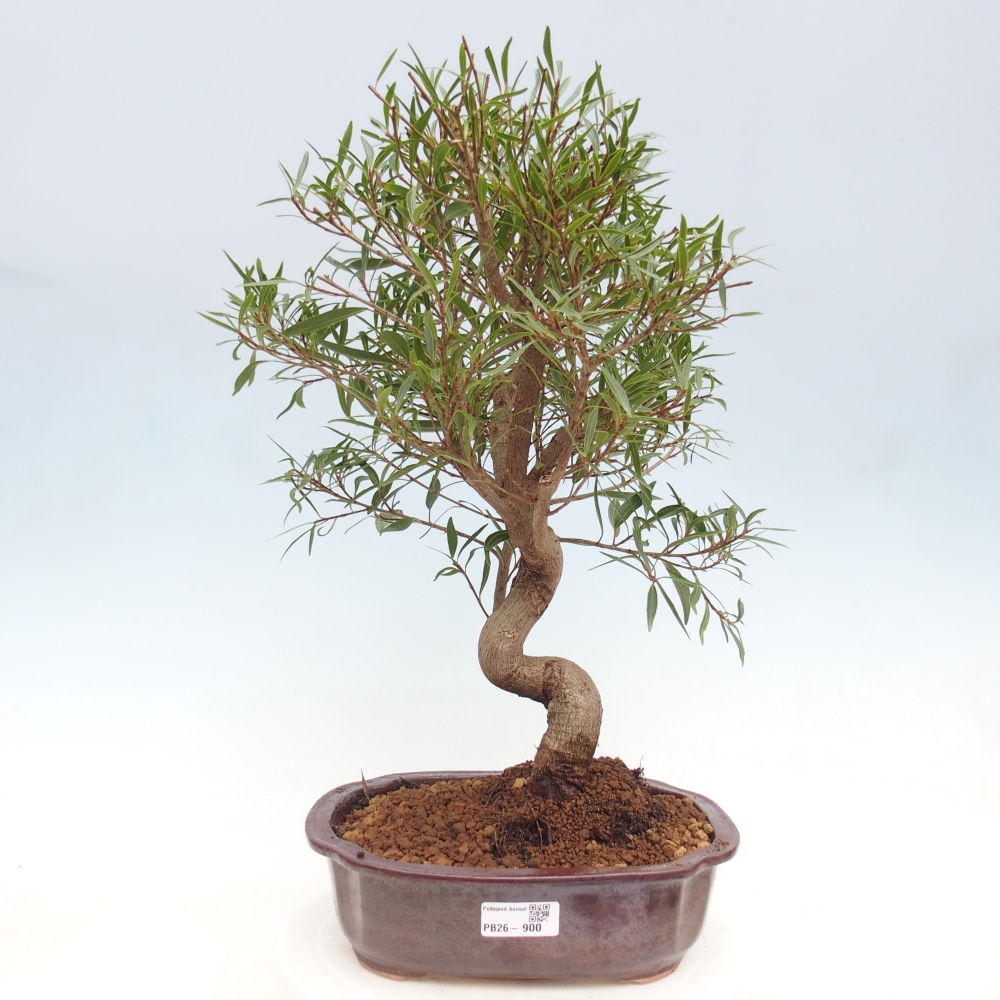 Pokój bonsai - Ficus nerifolia - figowiec drobnolistny