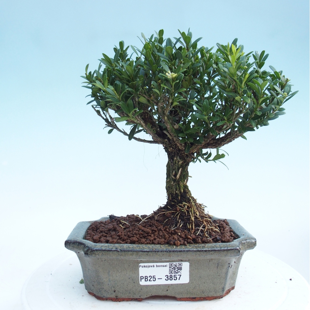 Pokój bonsai - Buxus harlandii - buxus korkowy