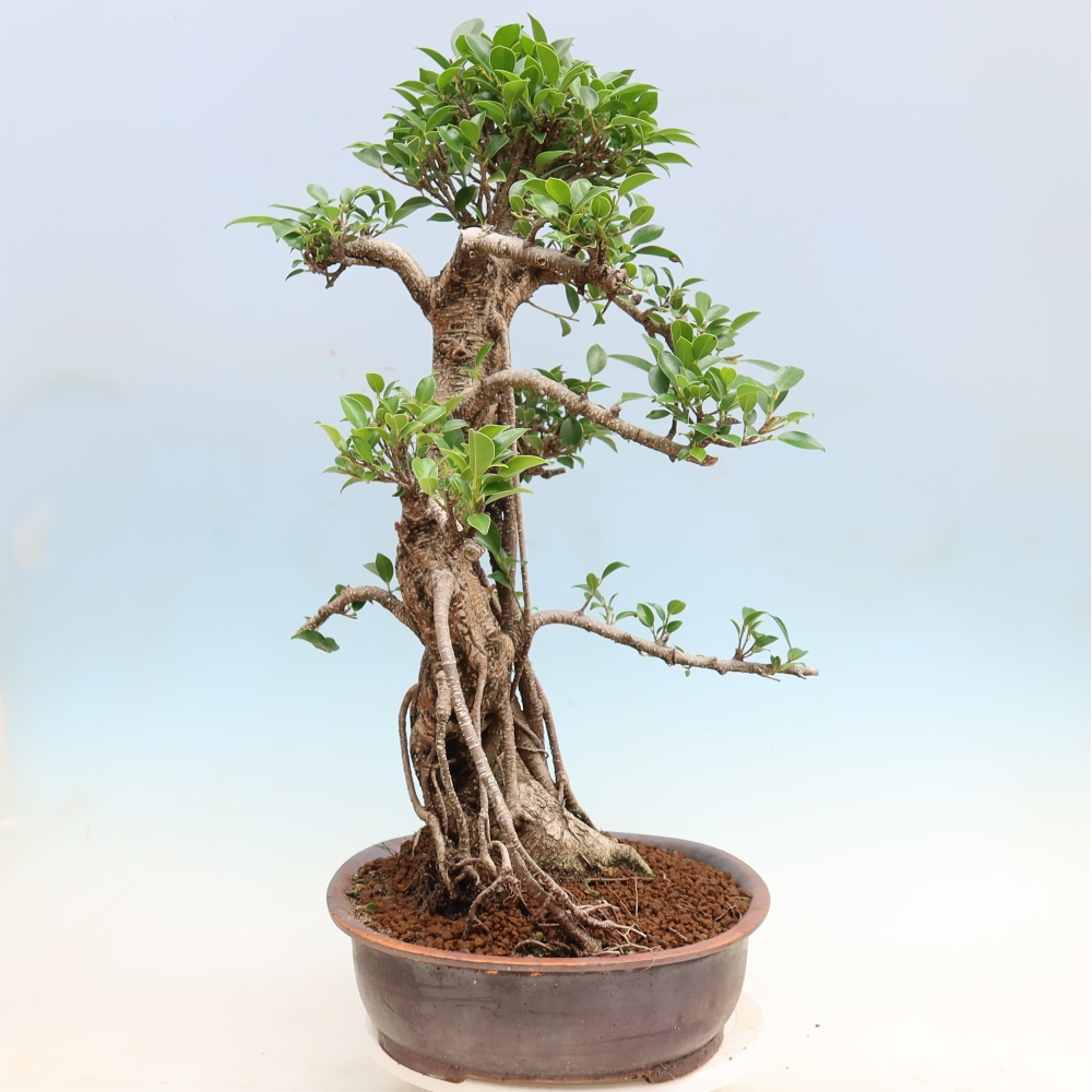 Pokój bonsai - Ficus kimmen - figowiec drobnolistny