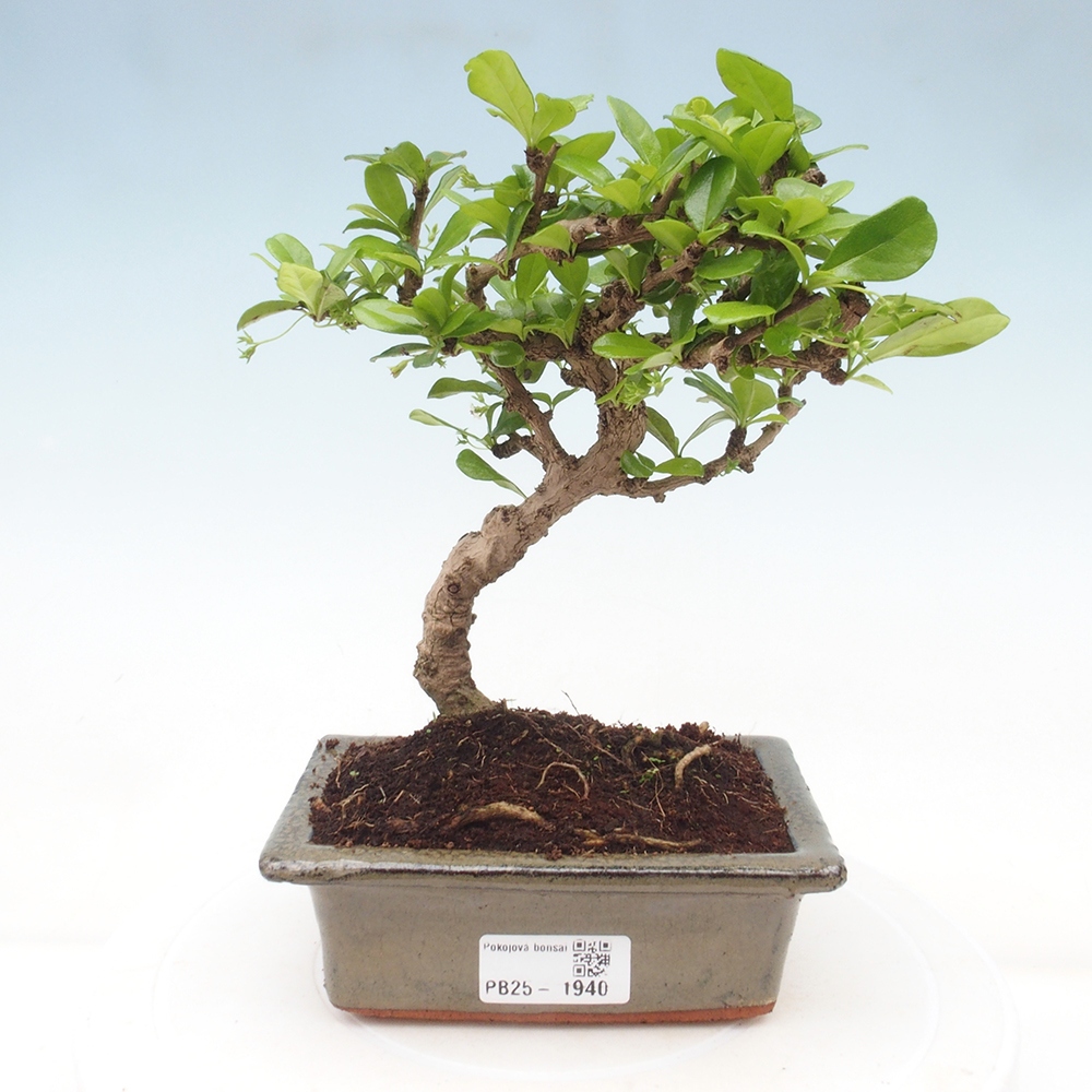 Bonsai wewnętrzne - Carmona makrophylla - Herbata Fuki