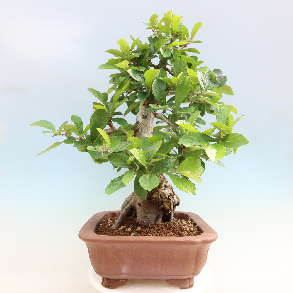 Bonsai ogrodowe – Photinia villosa