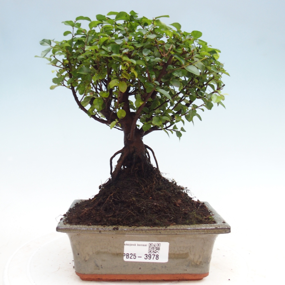 Bonsai pokojowe - Sageretia thea - Sageretia thea