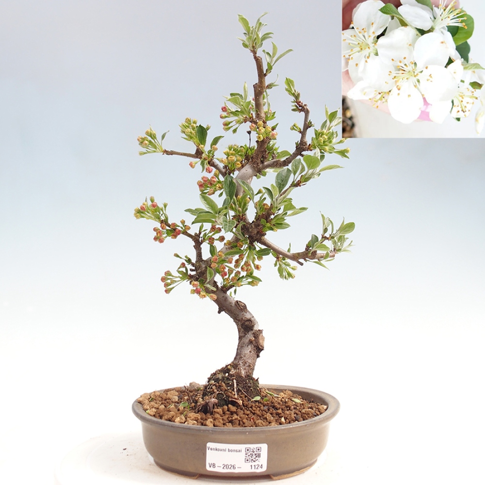 Outdoor bonsai - Malus sargentii - Jabłoń drobnoowocowa