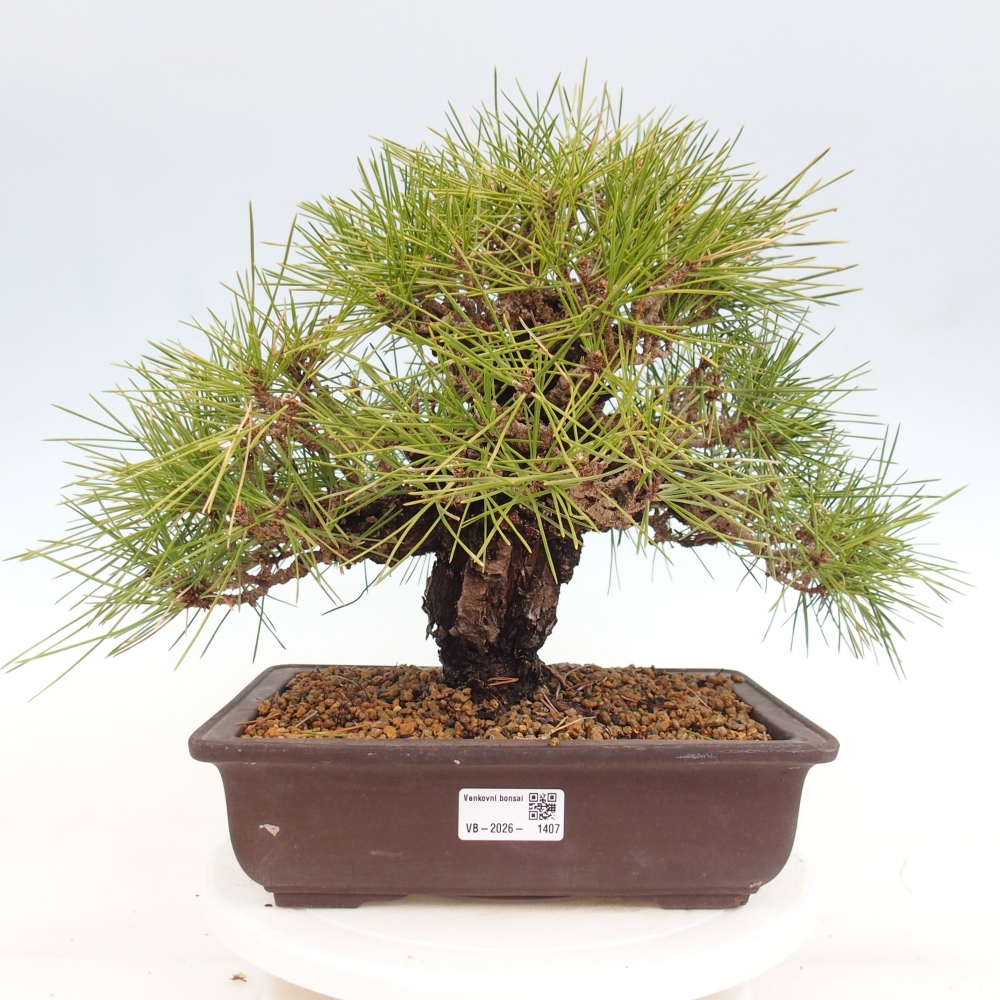 Outdoor bonsai - Pinus thunbergii - sosna Thunberga