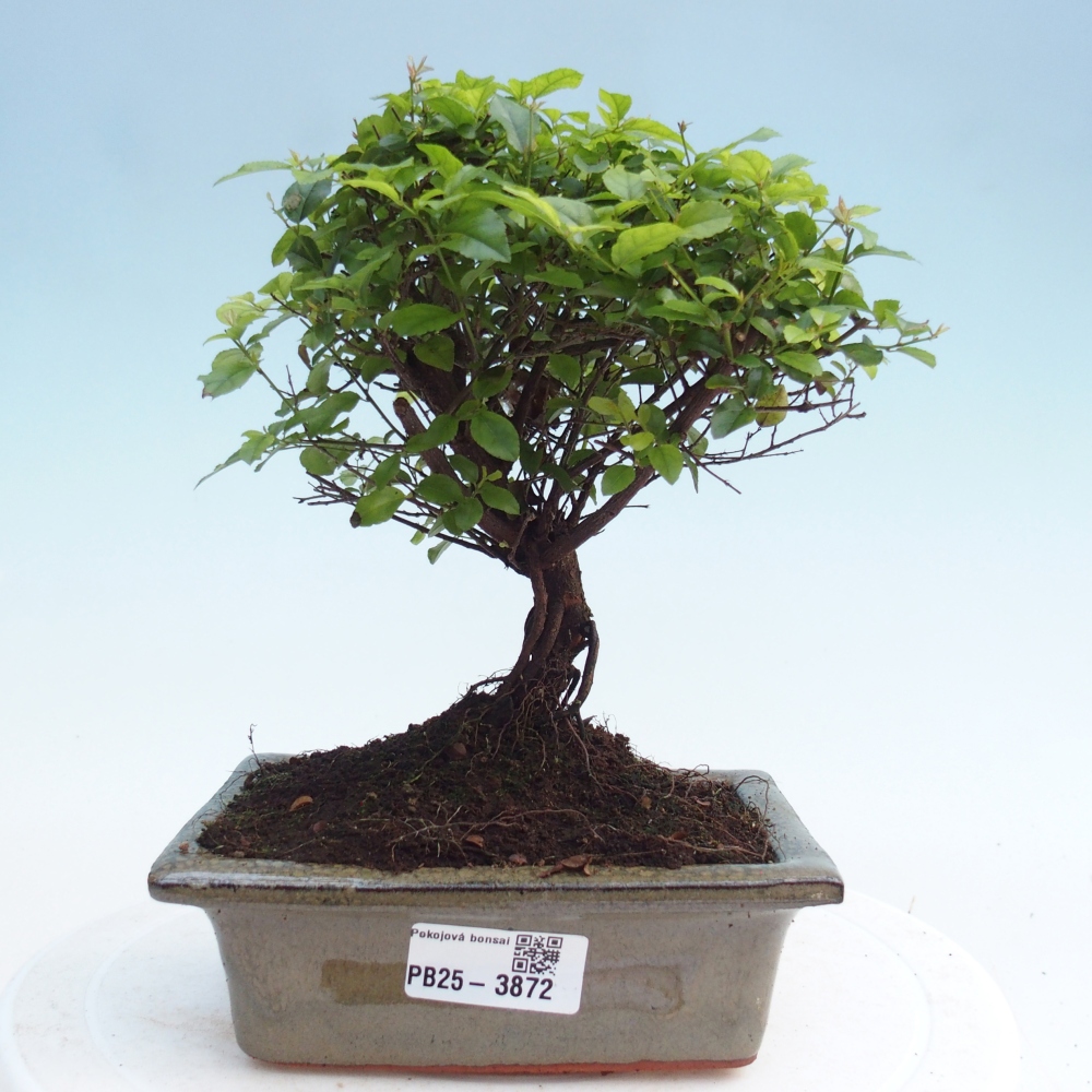 Bonsai pokojowe - Sageretia thea - Sageretia thea