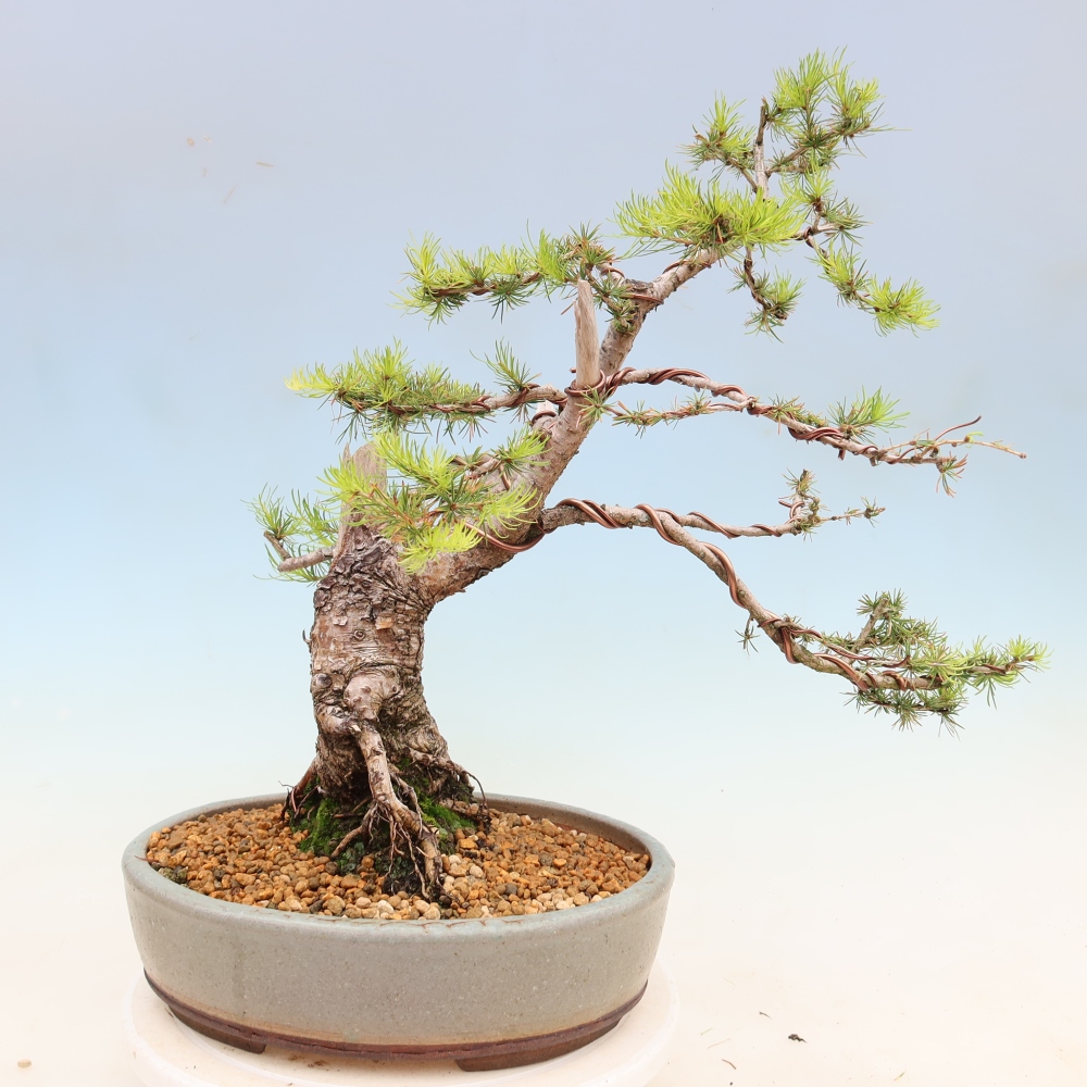 Bonsai zewnętrzne - Larix decidua - Modrzew