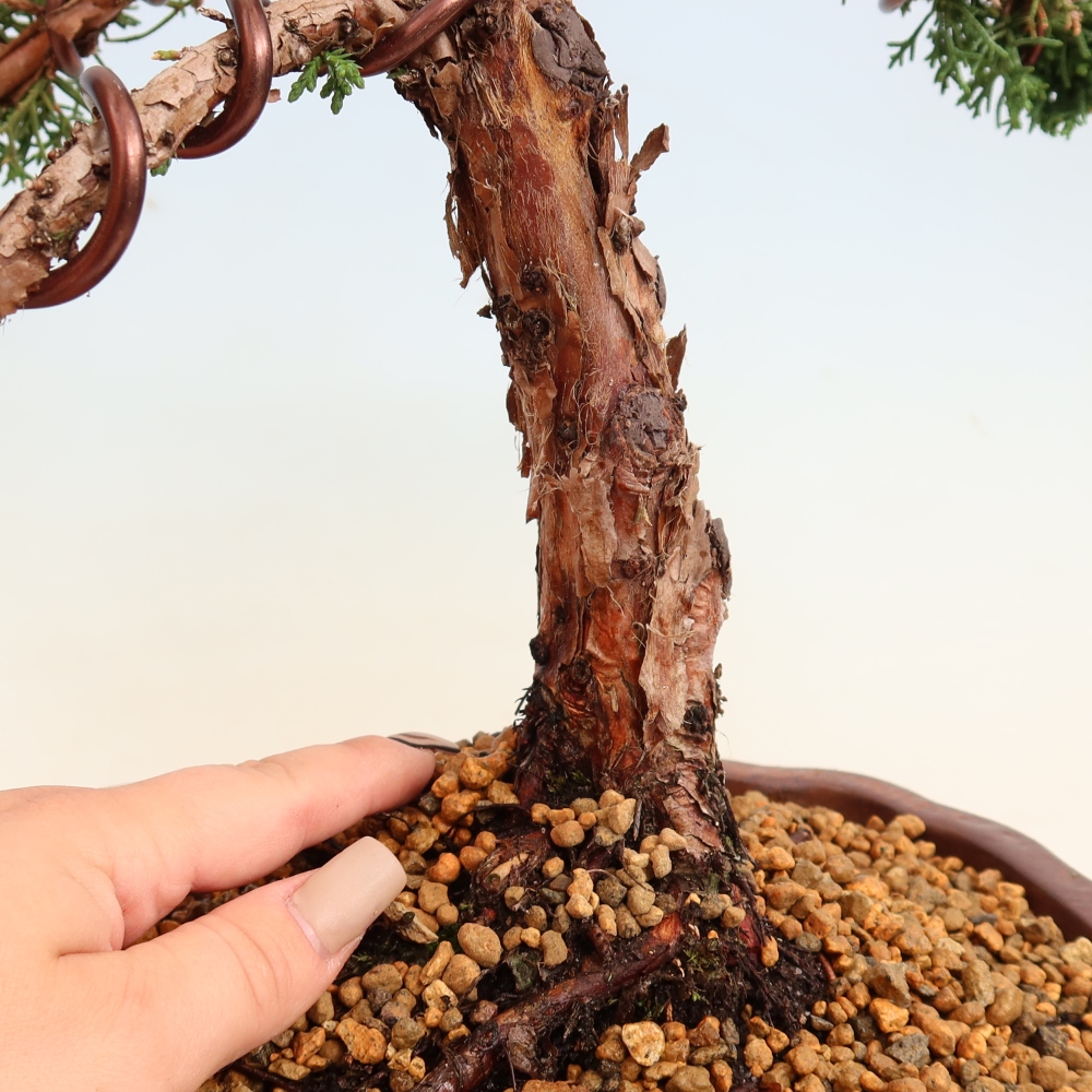 Outdoor bonsai - Juniperus chinensis Kishu